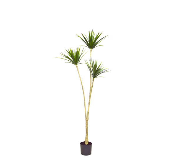 Dracaena Marginata Tree- 1.6m with 3 heads